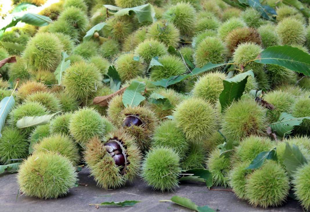 İlk ürün o kentte toplanıyor: Arapların yeni gözdesi! Yurt dışına ihraç ediliyor 9